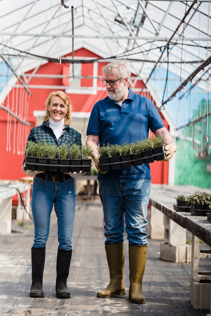 Elderly couple cultivating seedlings in a greenhouse, smiling together.