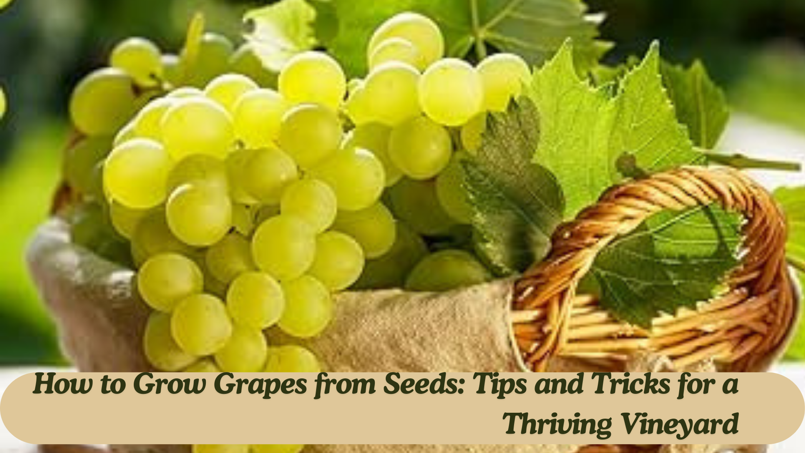 How to Grow Grapes from Seeds: Tips and Tricks for a Thriving Vineyard