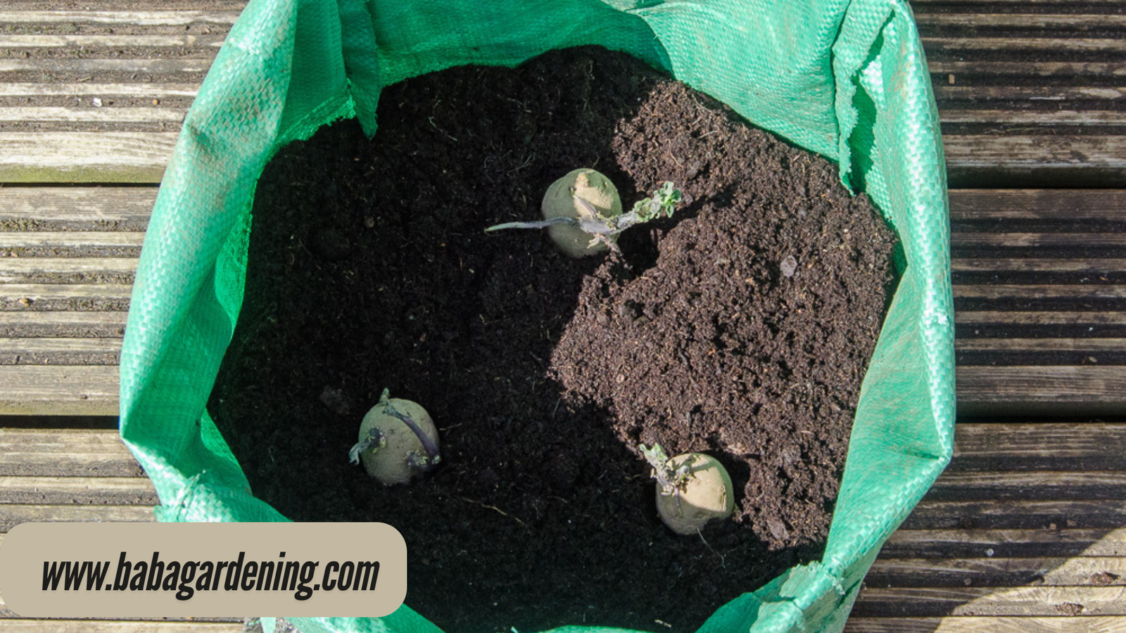  How to Grow Potatoes in a Bag? Step-by-Step Instructions for Bangers