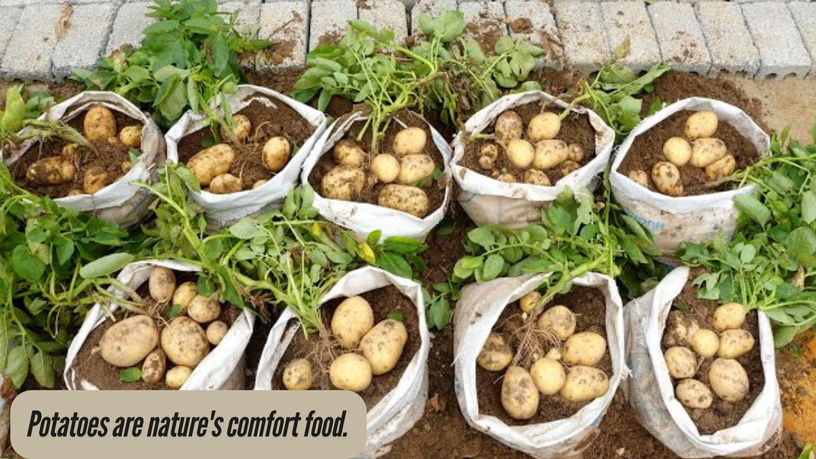  How to Grow Potatoes in a Bag? Step-by-Step Instructions for Bangers