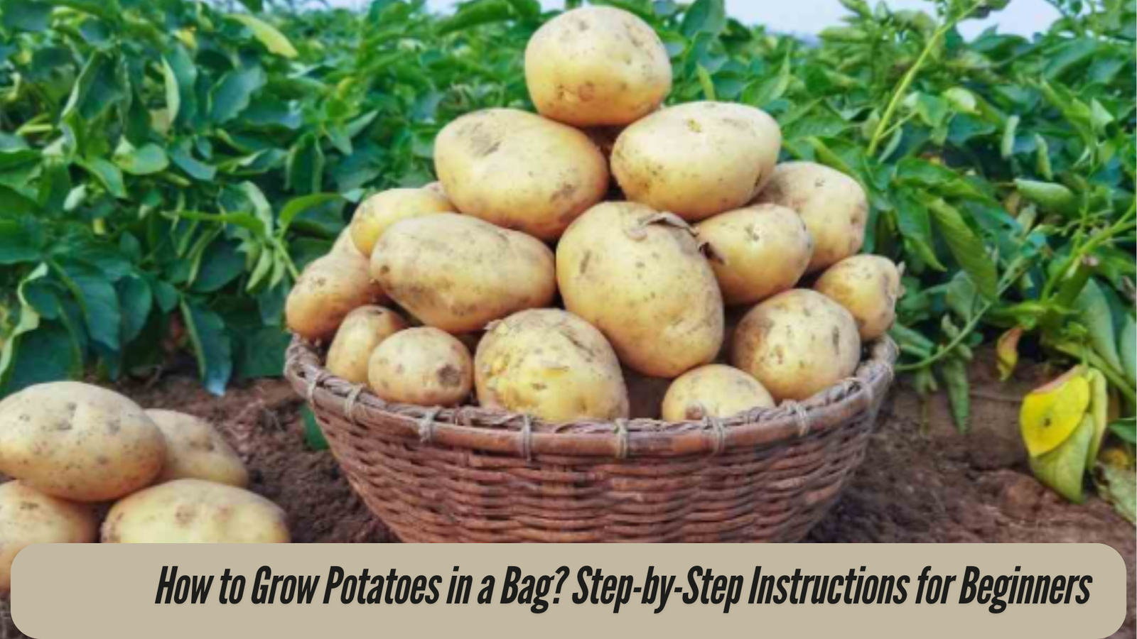 How to Grow Potatoes in a Bag? Step-by-Step Instructions for Beginners