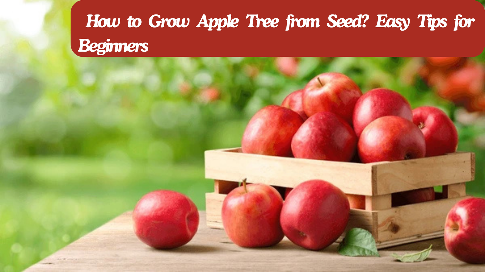 How to grow apple tree from seed? Easy tips and tricks for beginners