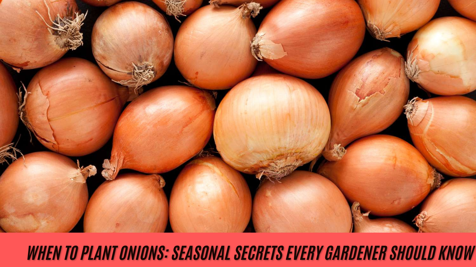 When to Plant Onions: Seasonal Secrets Every Gardener Should Know