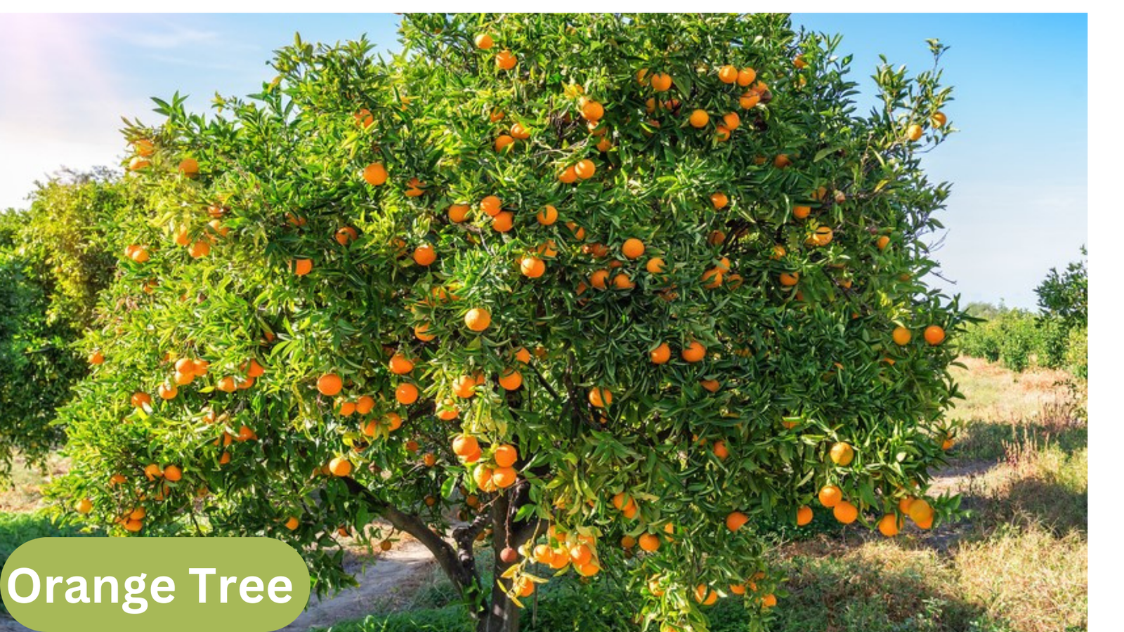  How to Grow Orange Trees from Seed