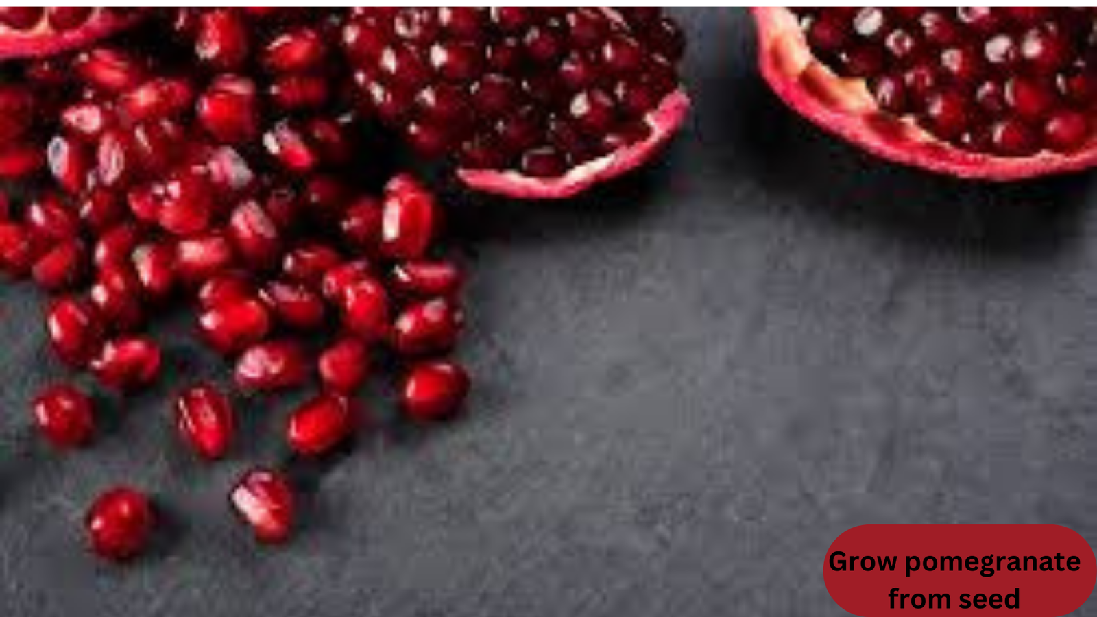  Grow Pomegranate from Seed 