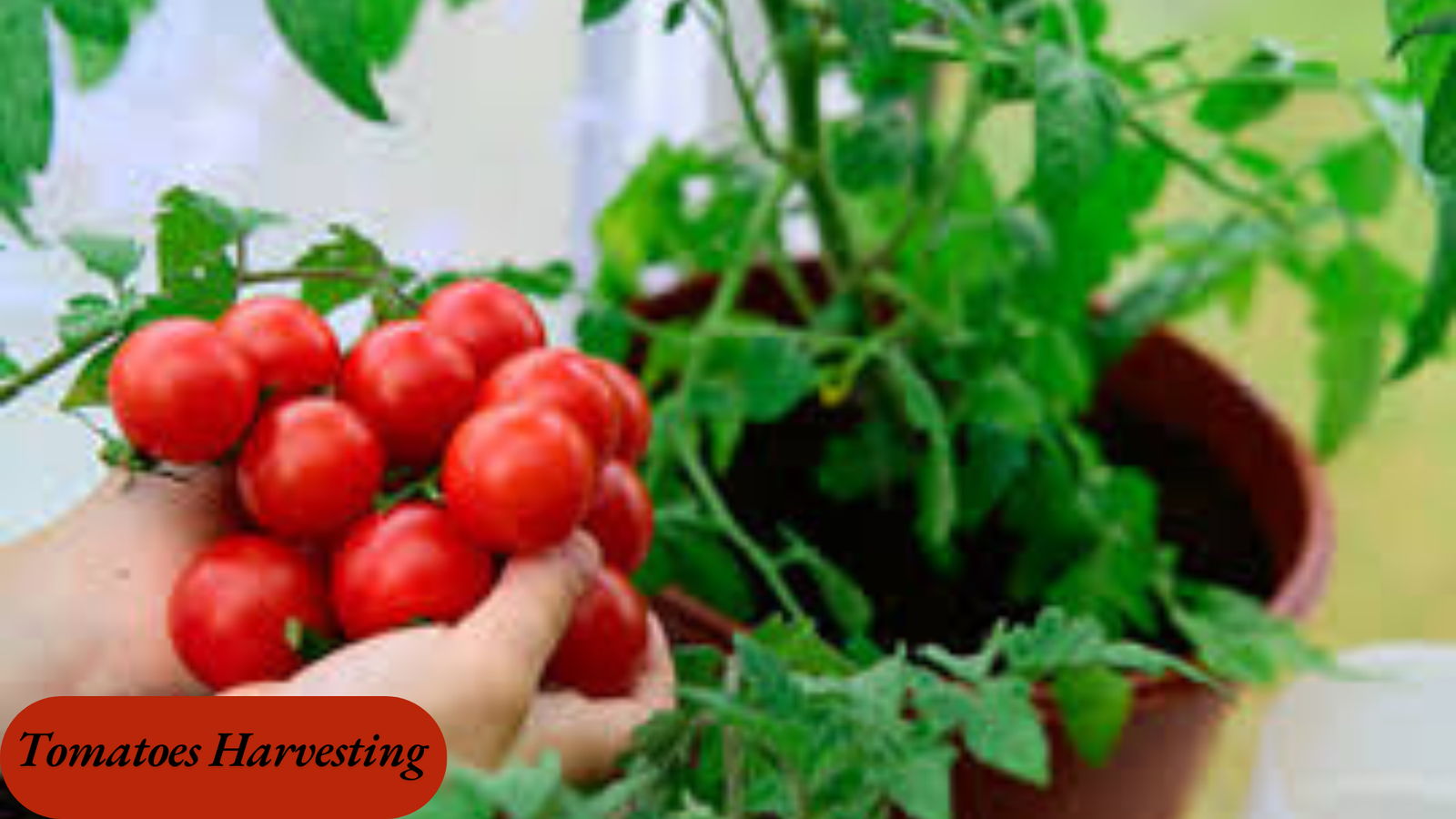 How to grow tomatoes in pots