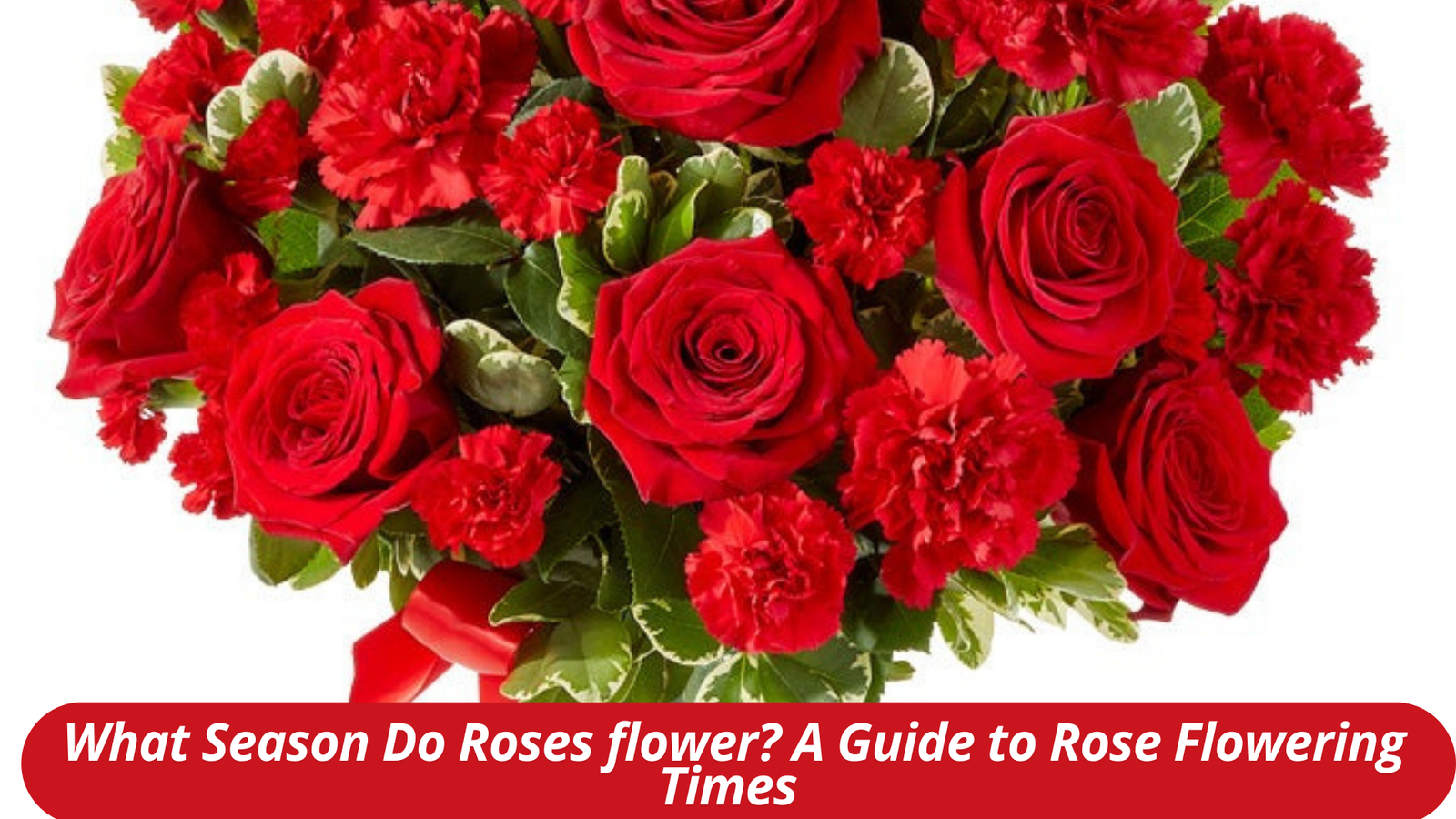 What Season Do Roses flower? A Guide to Rose Flowering Times