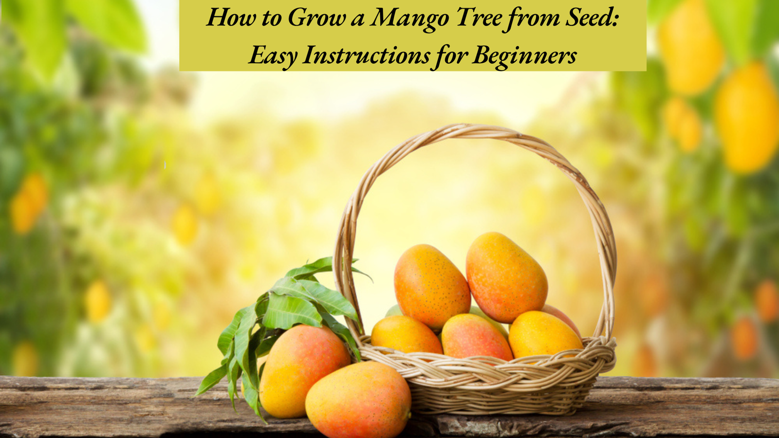 How to Grow a Mango Tree from Seed: Easy Instructions for Beginners