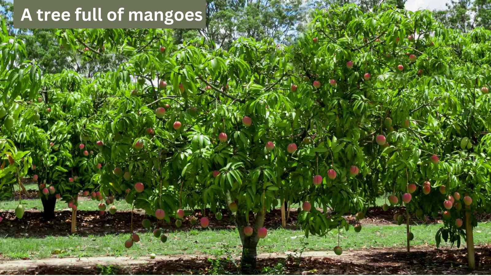 How to Grow a Mango Tree from Seed
