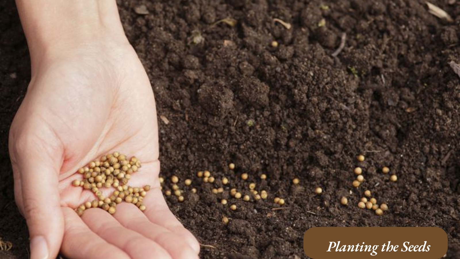 coriander seeds