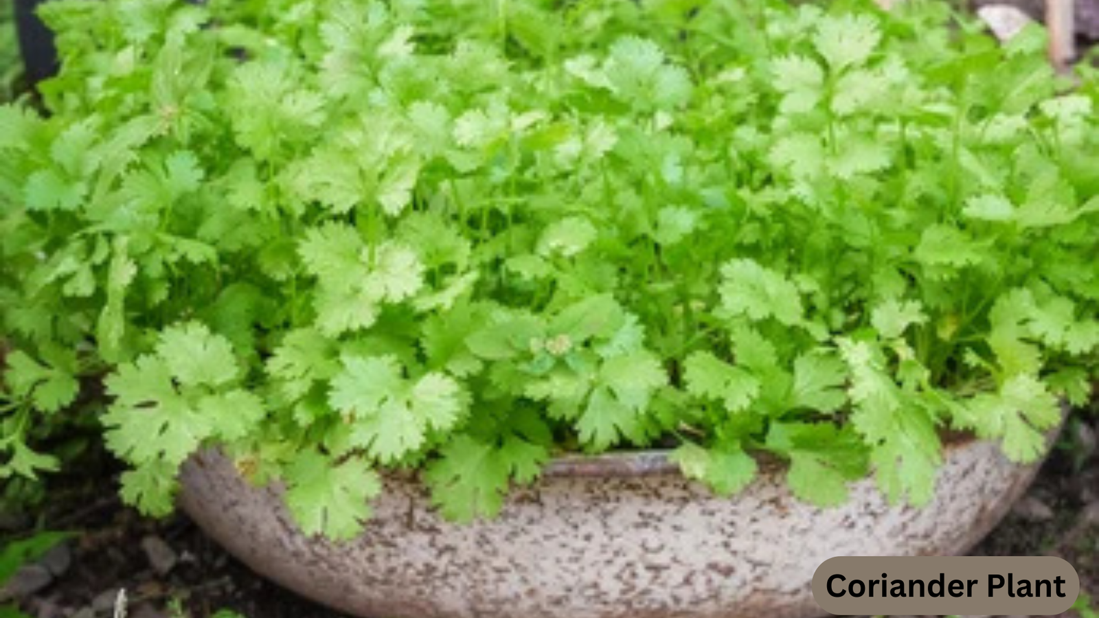 Coriander Plant