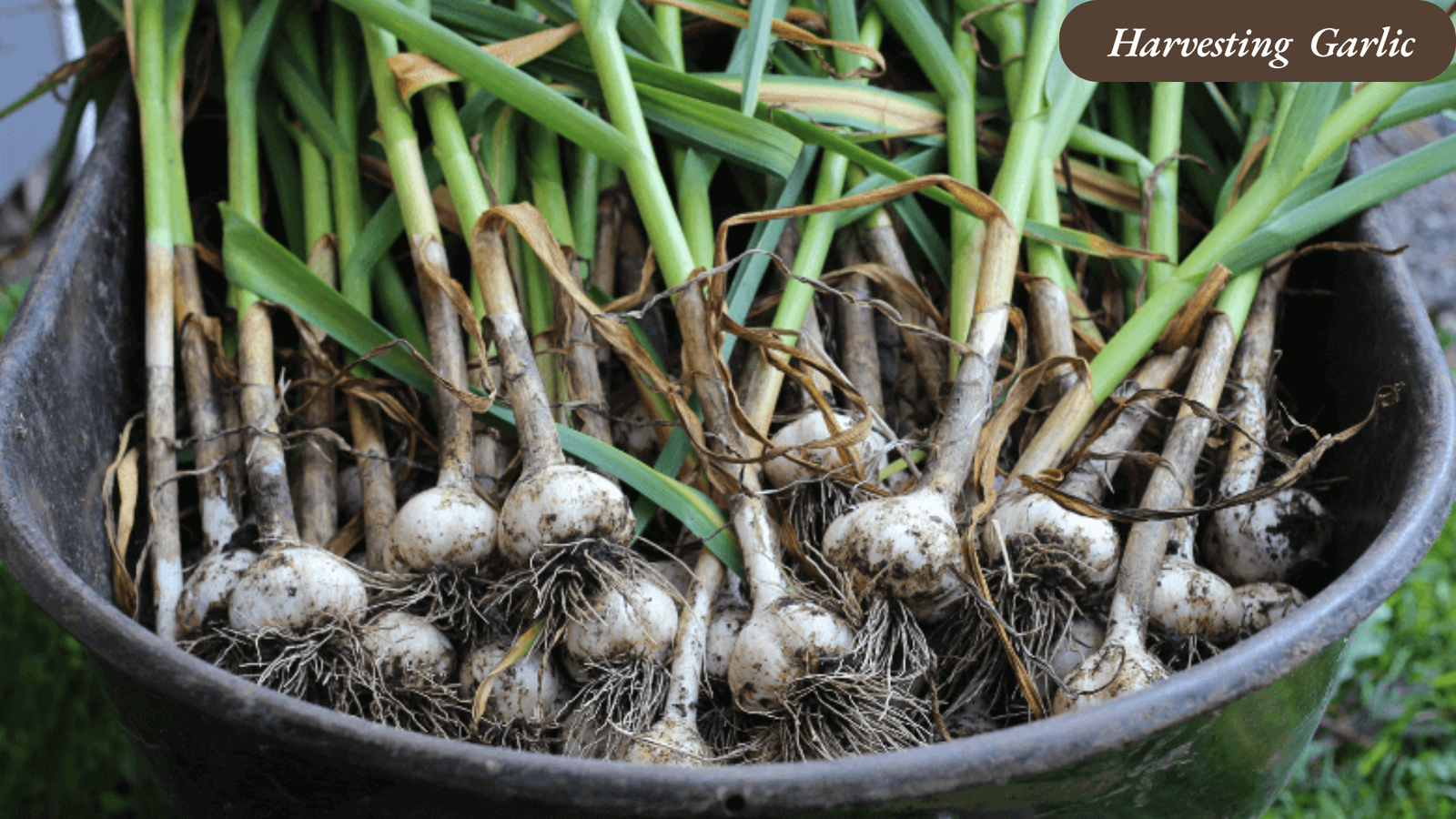 Harvesting and Curing Garlic