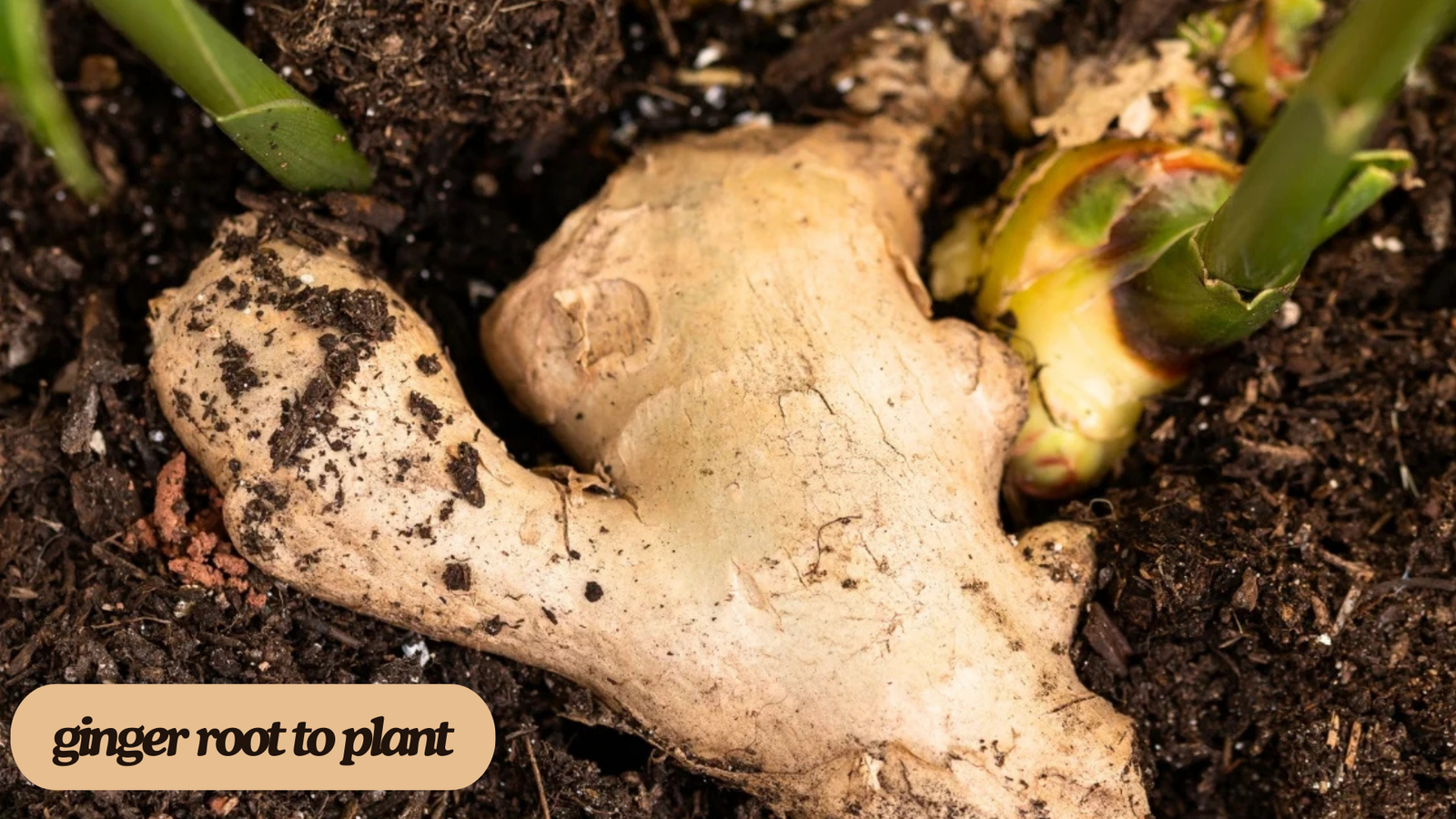 How to Grow the  Ginger: A Step-by-Step Guide for Beginners