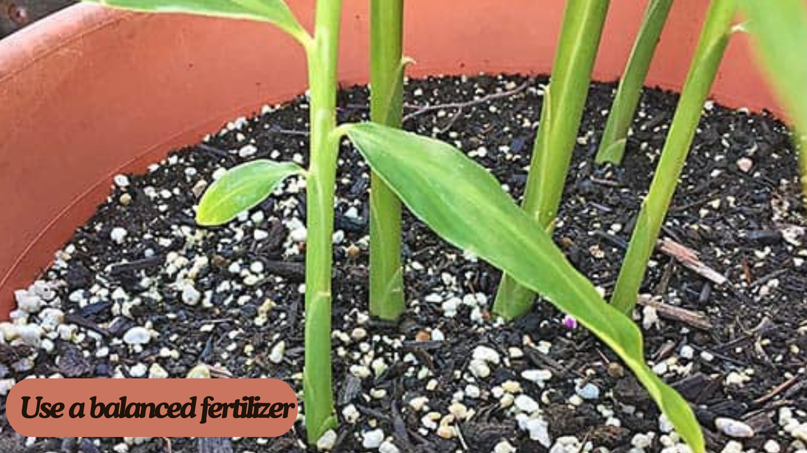 How to Grow the  Ginger: A Step-by-Step Guide for Beginners