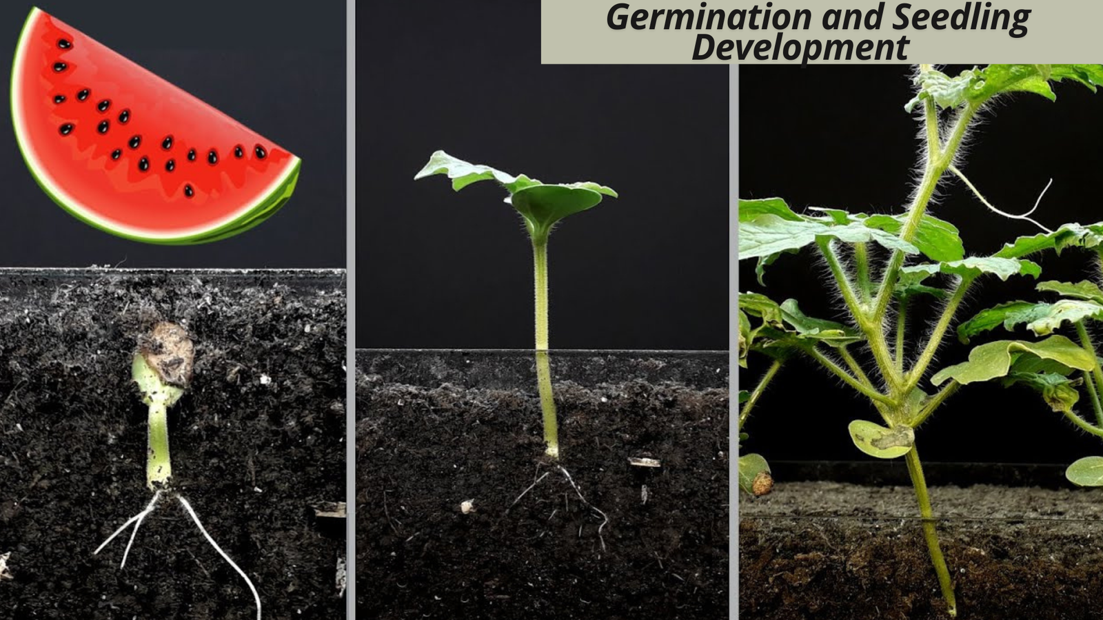 watermelon growing stages