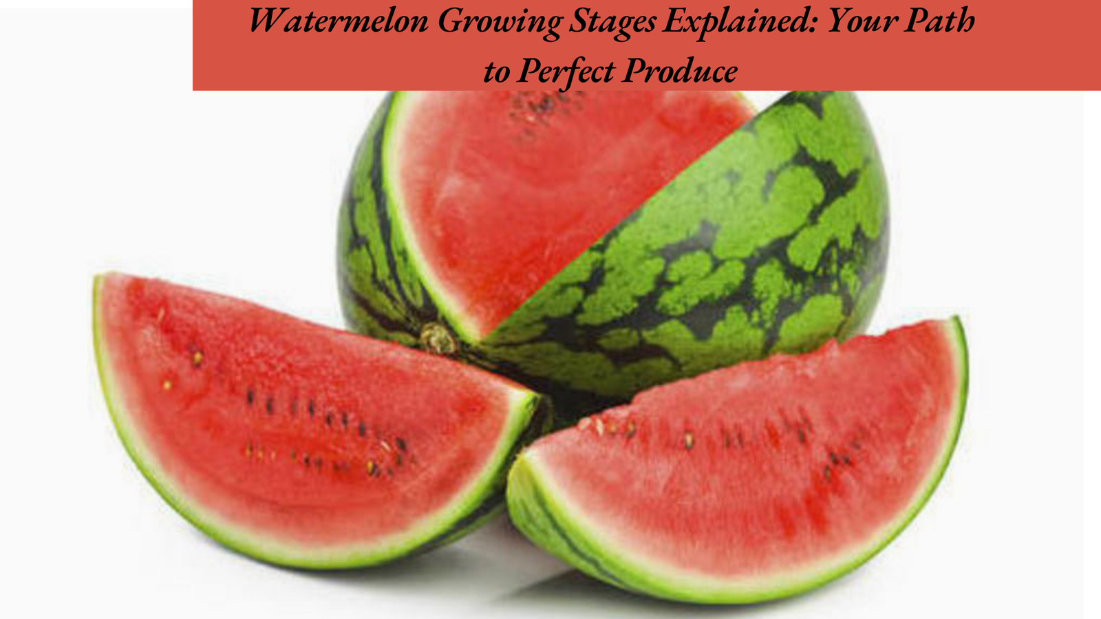 Watermelon Growing Stages Explained: Your Path to Perfect Produce