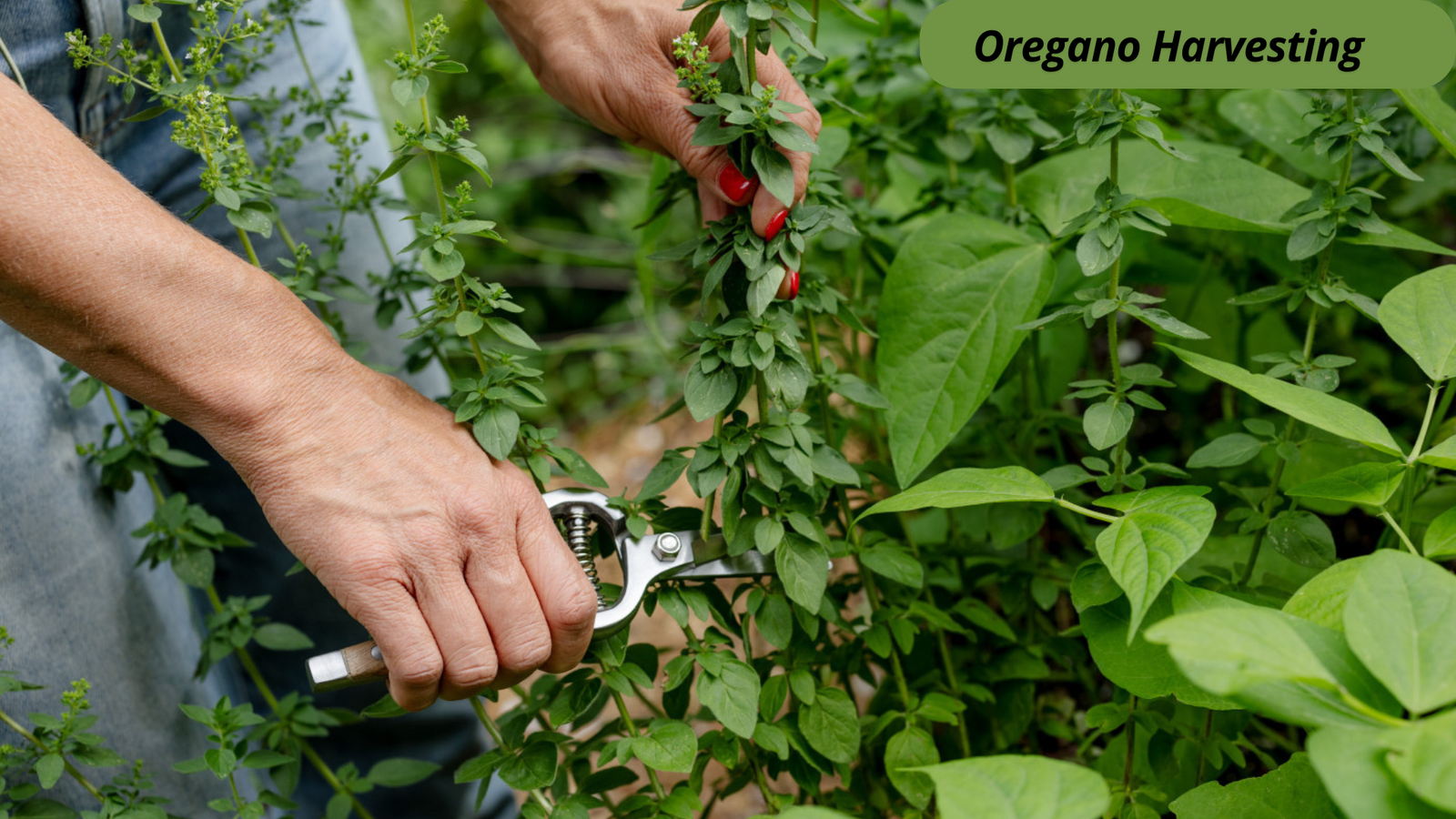 growing oregano from seed 