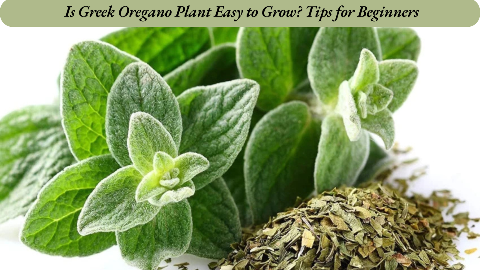 Is Greek Oregano Plant Easy to Grow? Tips for Beginners