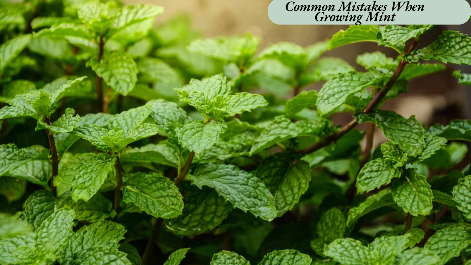 how much sun does a mint plant need