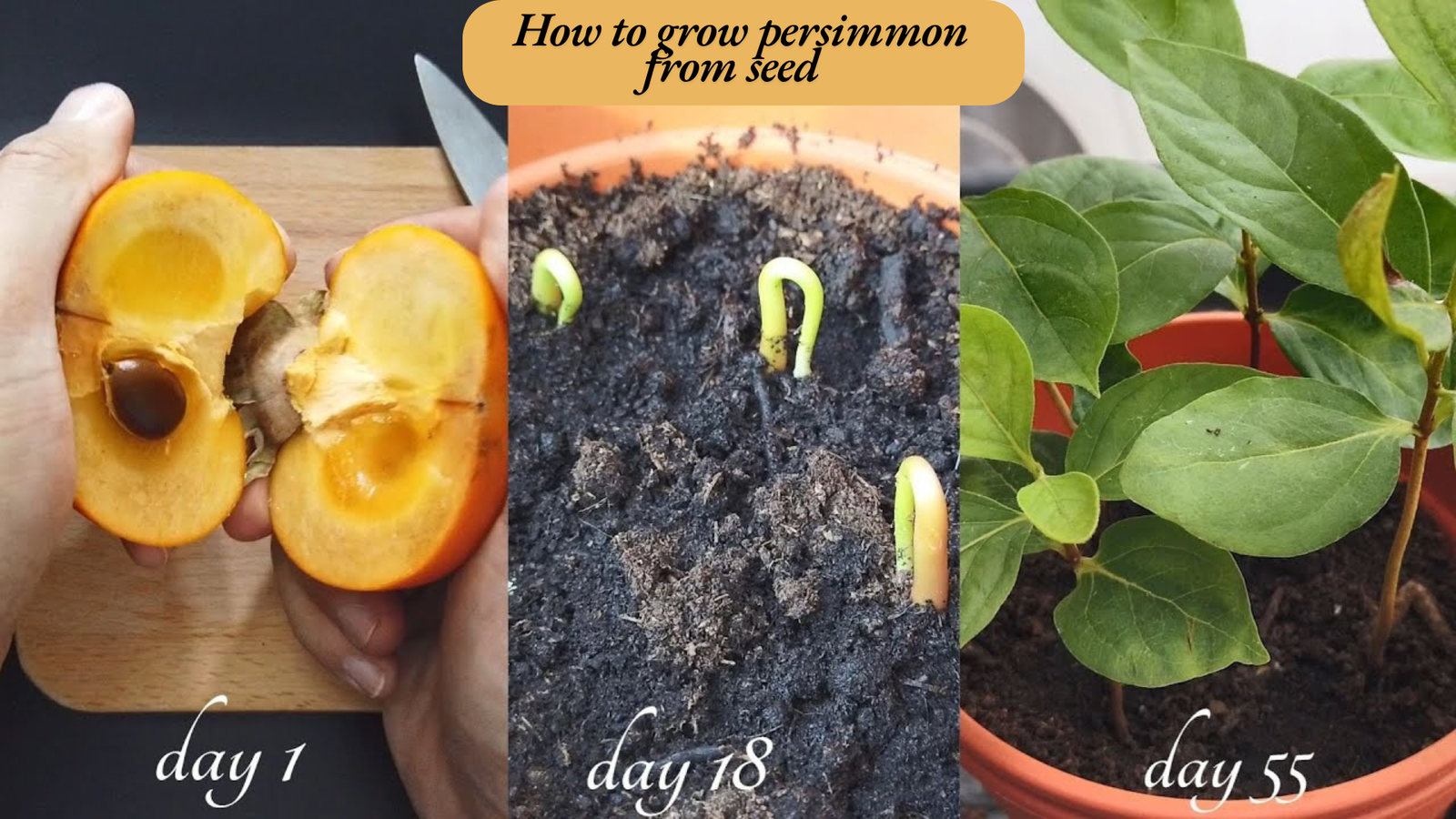 how to grow persimmon from seed 