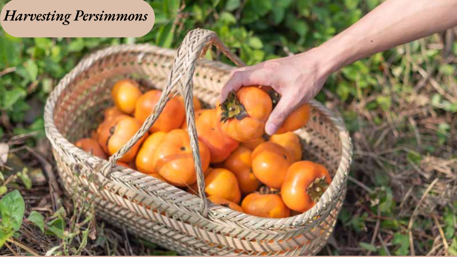 Harvesting Persimmons