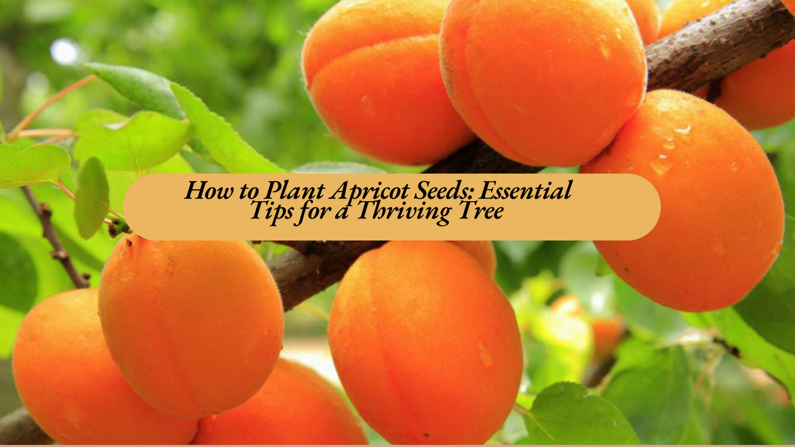 How to Plant Apricot Seeds: Essential Tips for a Thriving Tree