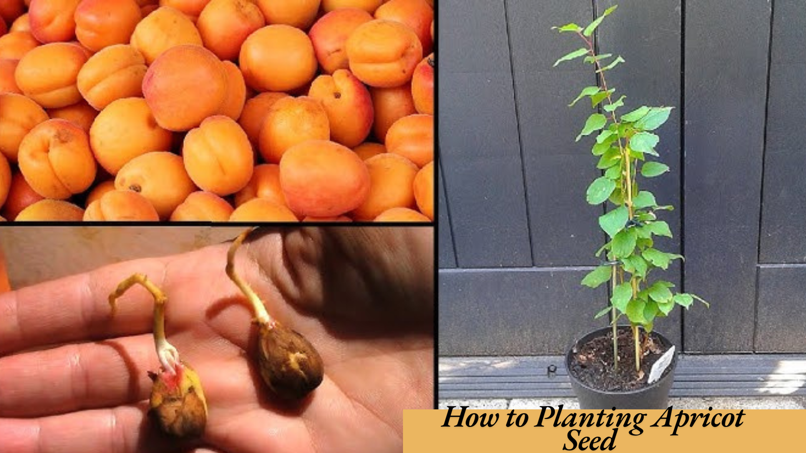 How to Planting Apricot Seed