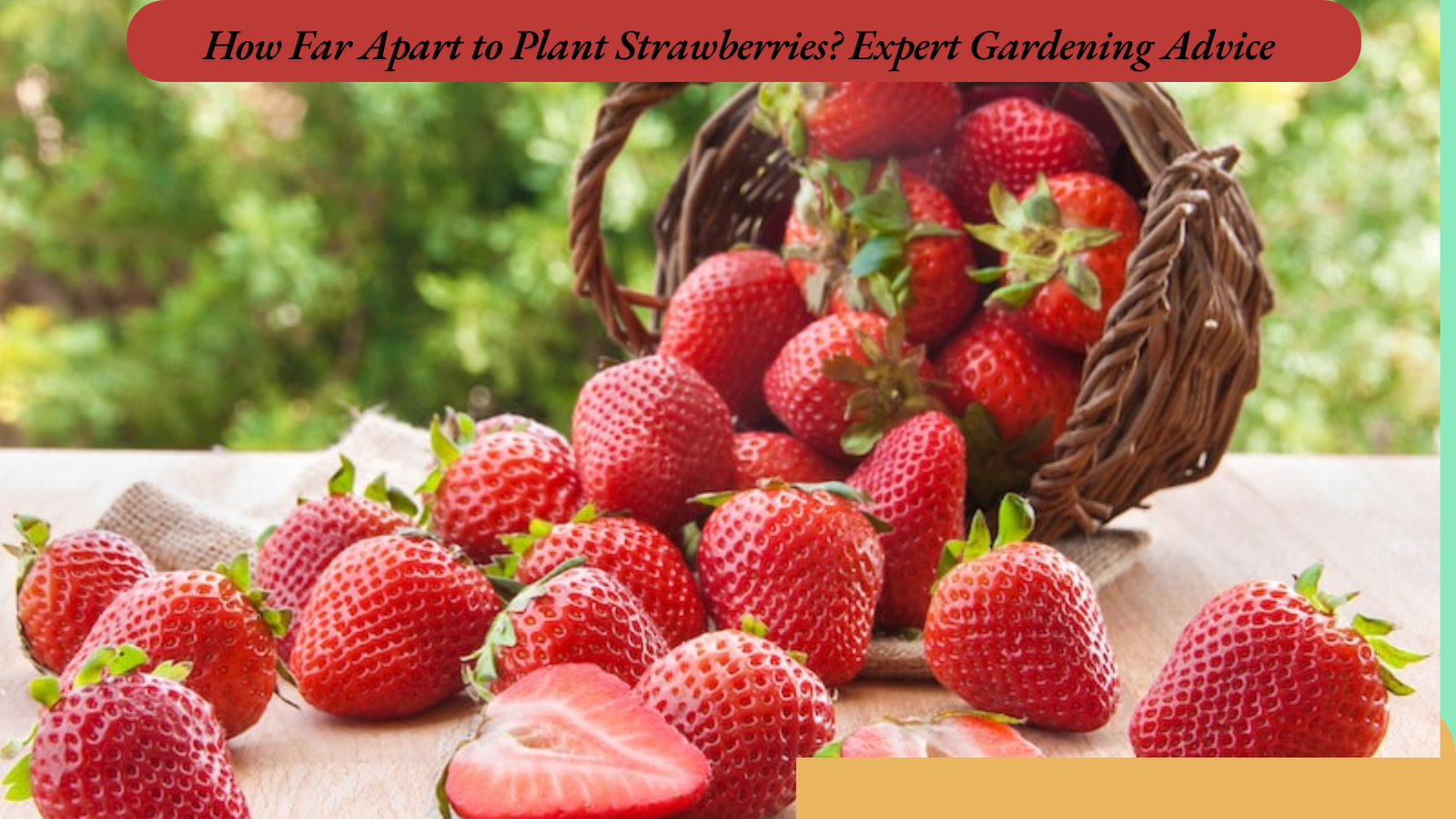 How Far Apart to Plant Strawberries? Expert Gardening Advice