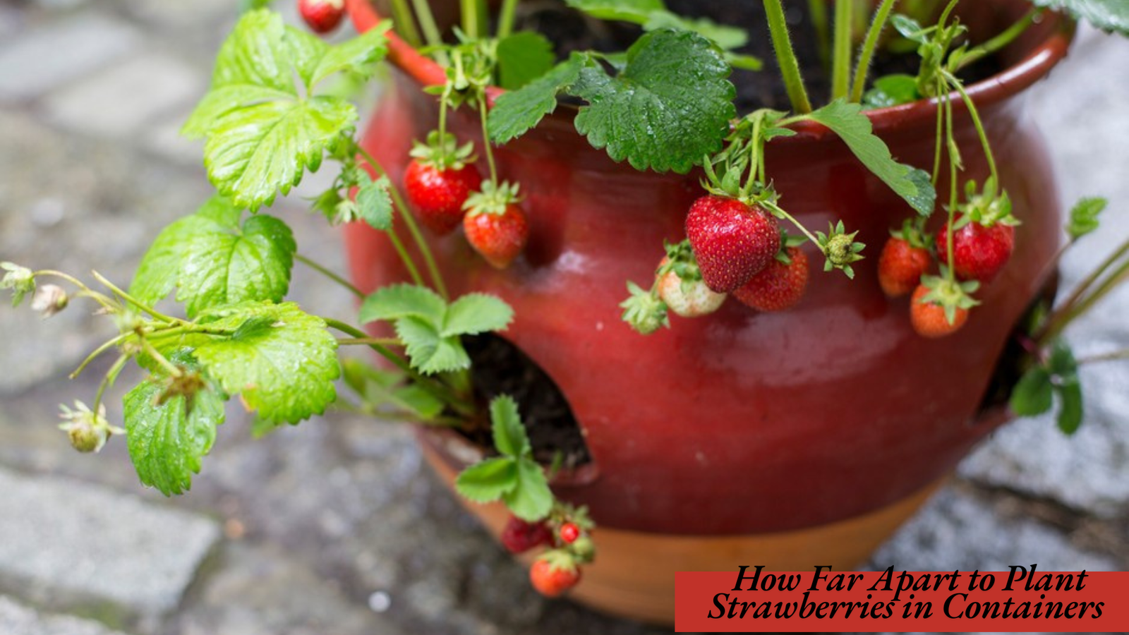 How Far Apart to Plant Strawberries in Containers