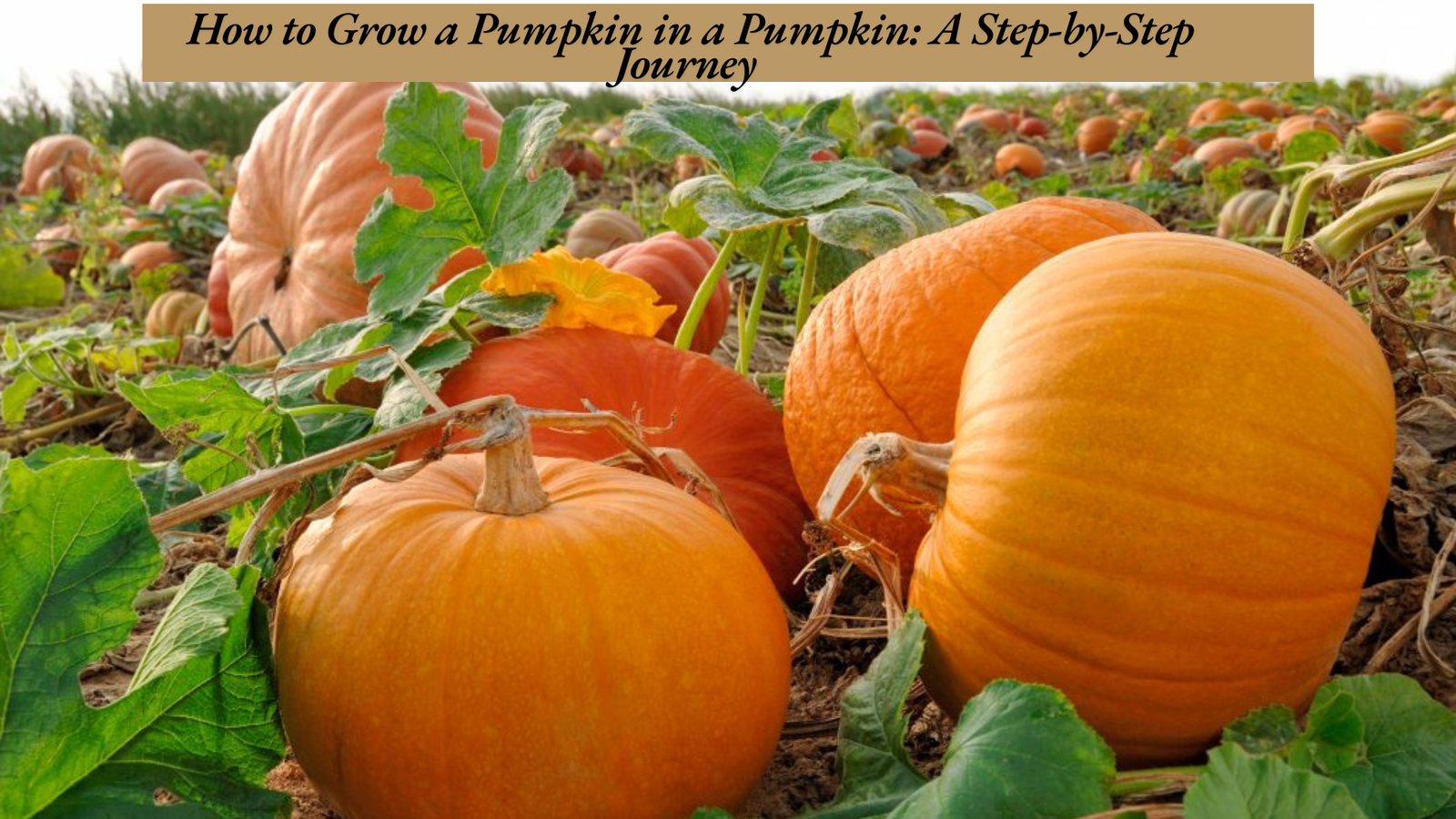 How to Grow a Pumpkin in a Pumpkin: A Step-by-Step Journey