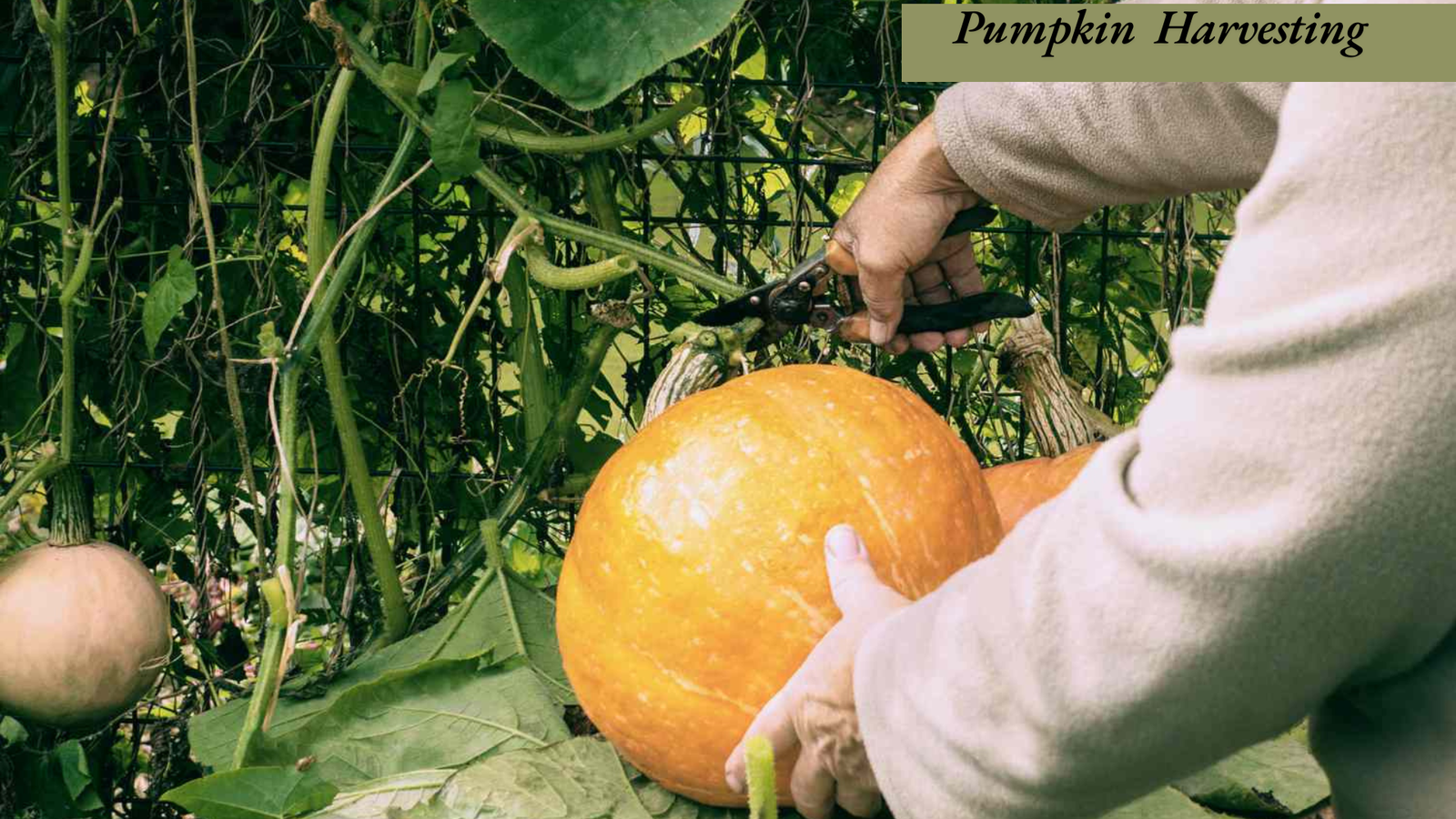 Pumpkin Harvesting