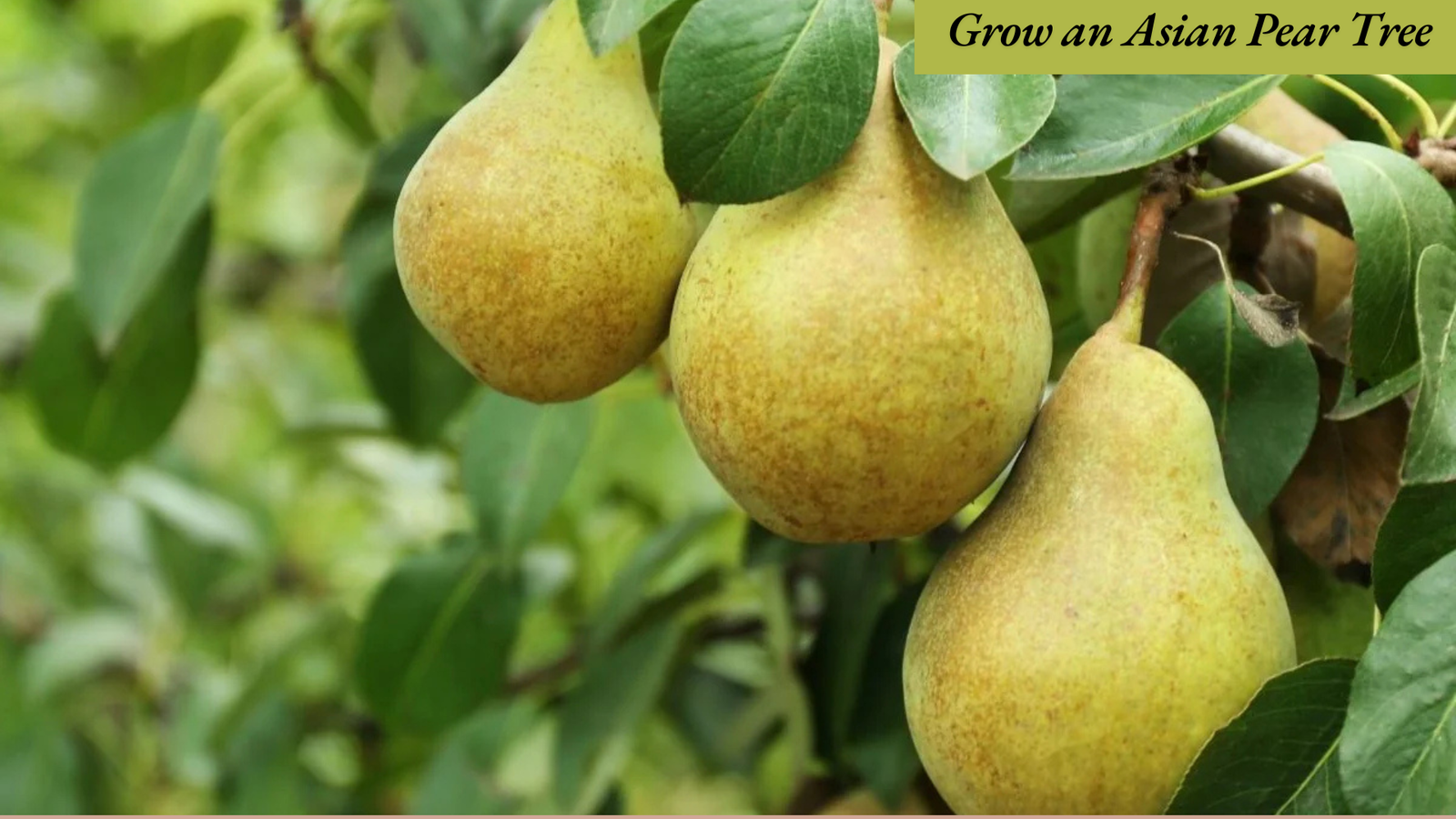 Grow an Asian Pear Tree