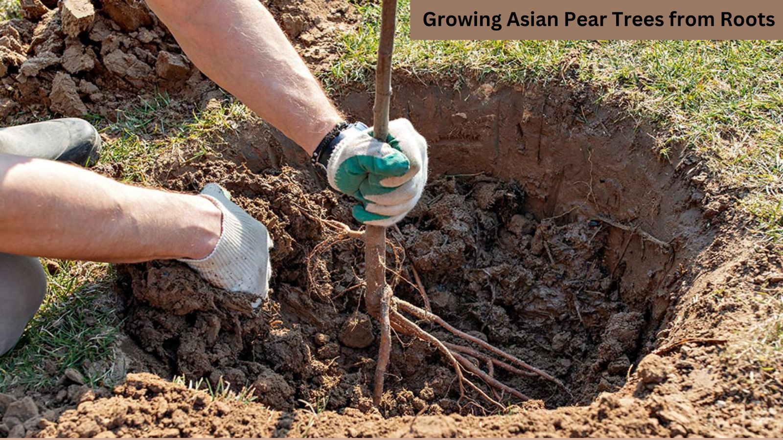 Growing Asian Pear Trees from Roots