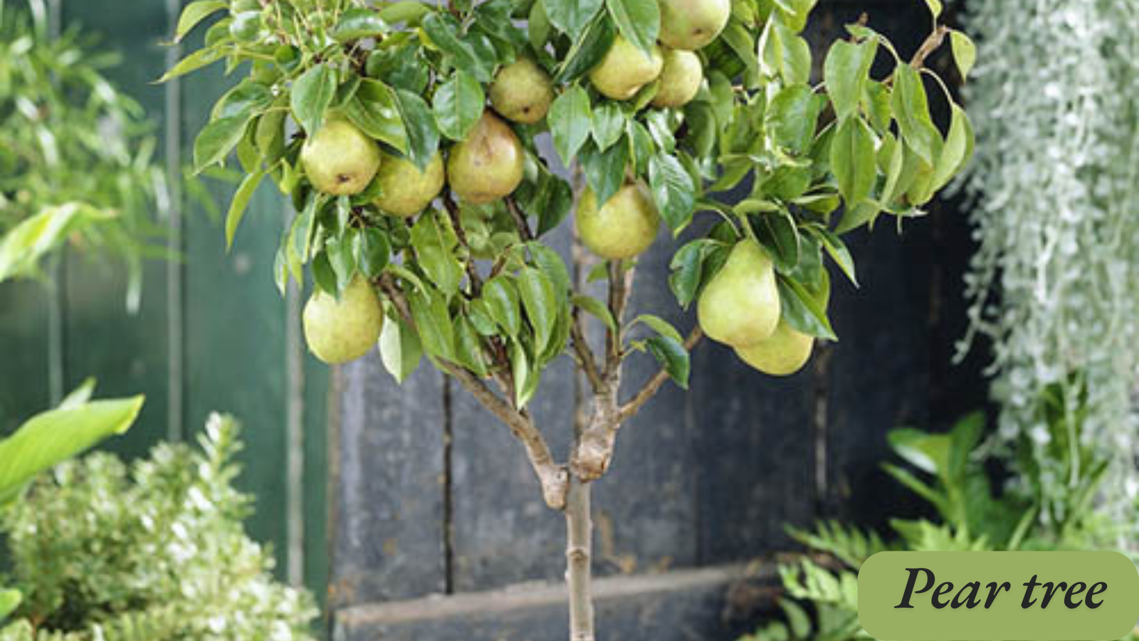 can you grow an Asian pear tree from the roots 