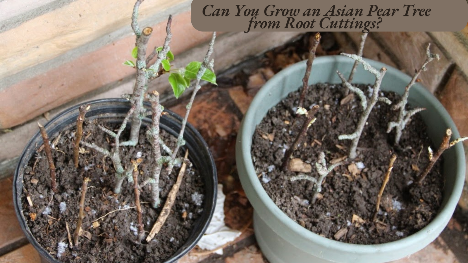 Can You Grow an Asian Pear Tree from Root Cuttings?