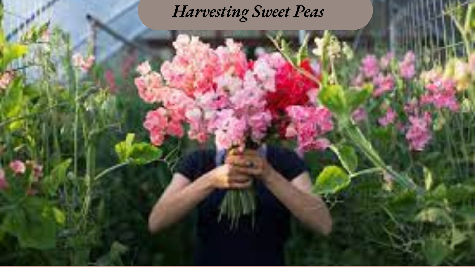  growing sweet peas in pots 