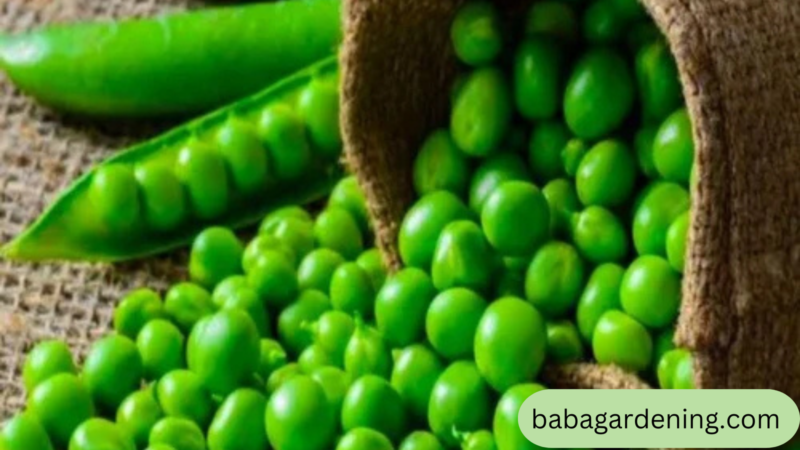 frozen green peas 