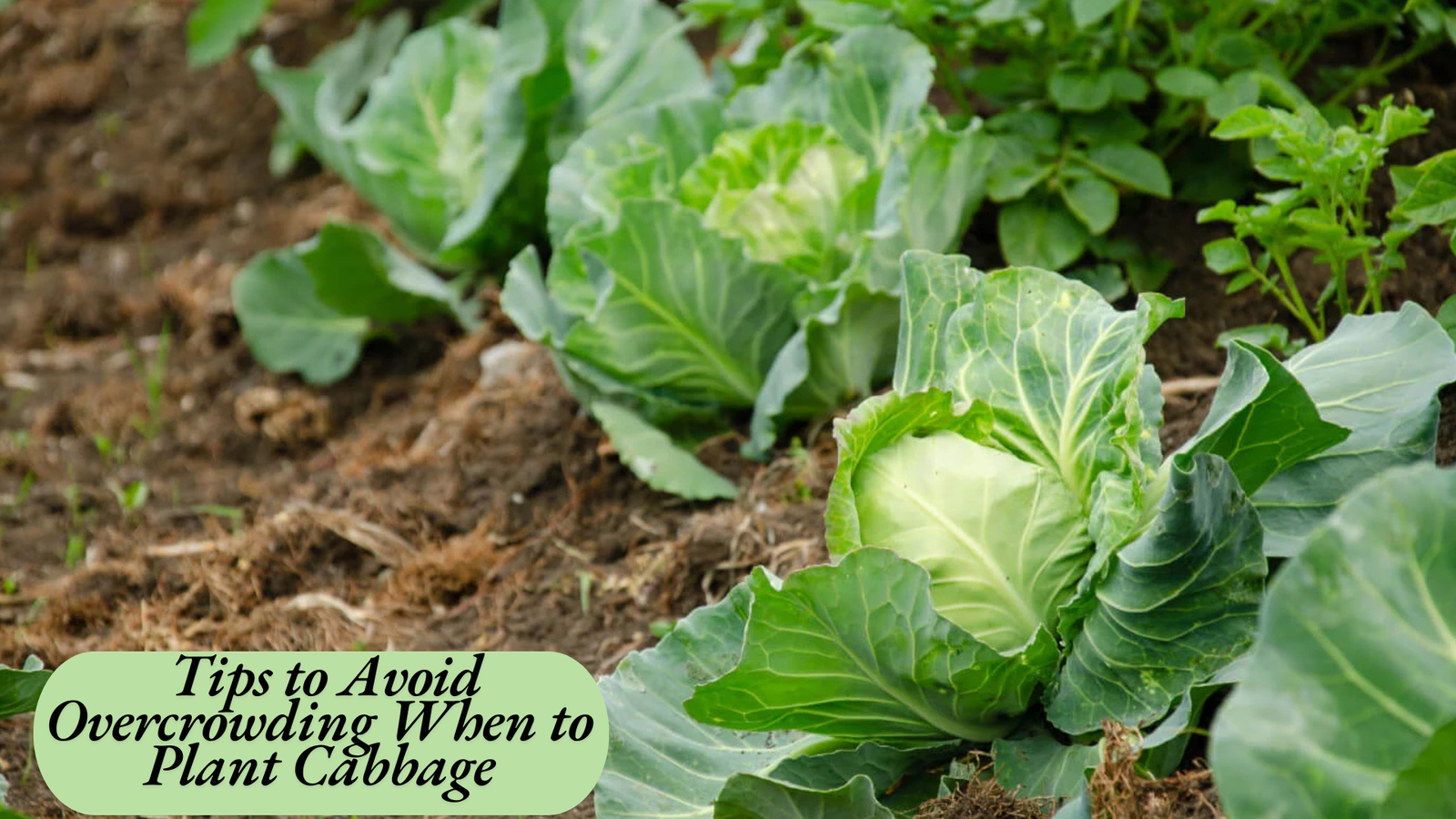how far apart to plant cabbage  