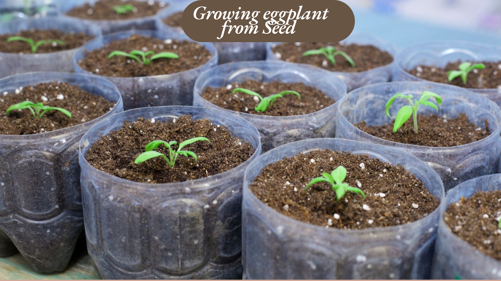 Growing eggplant from Seed