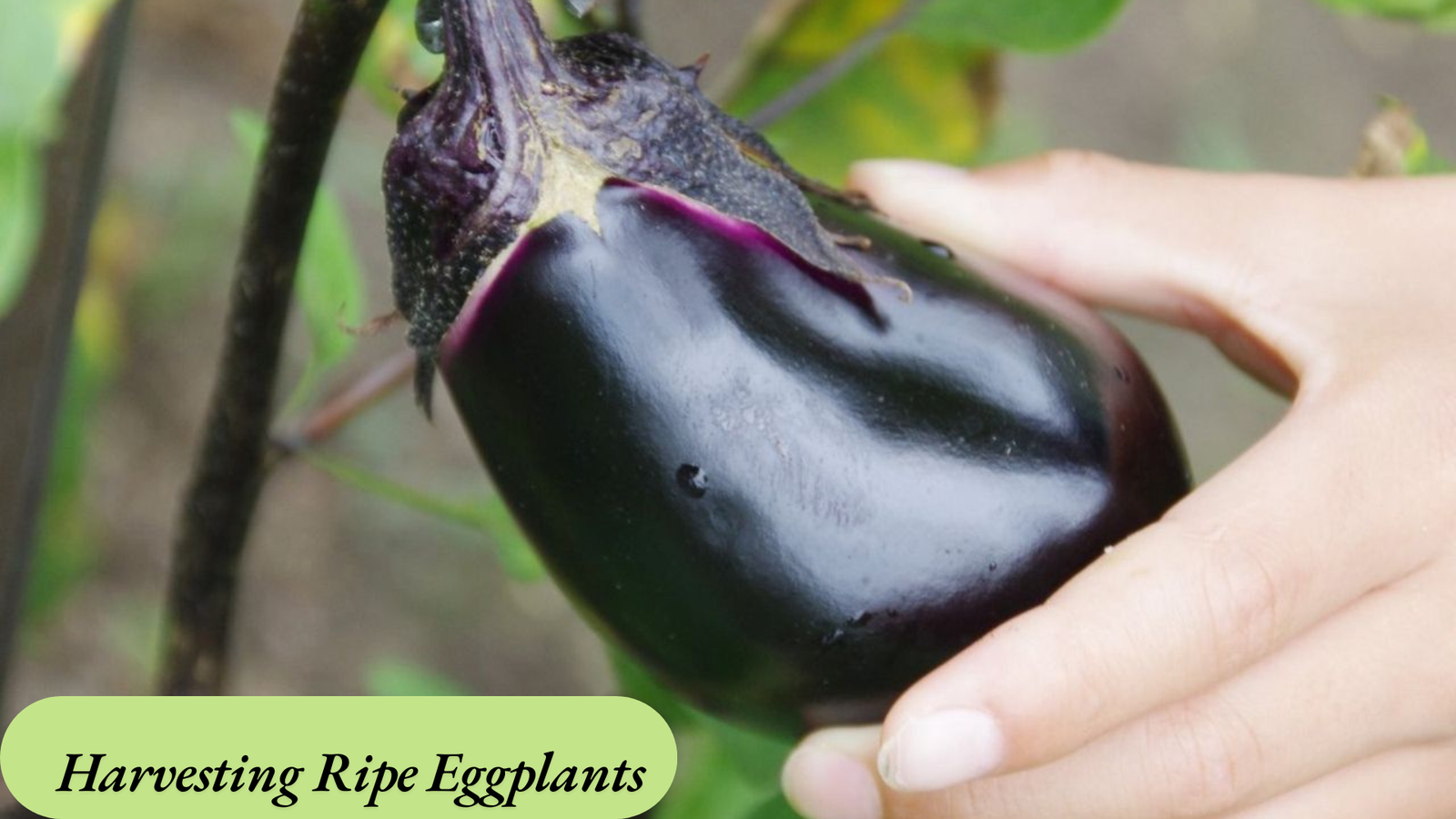 growing eggplant from seed  