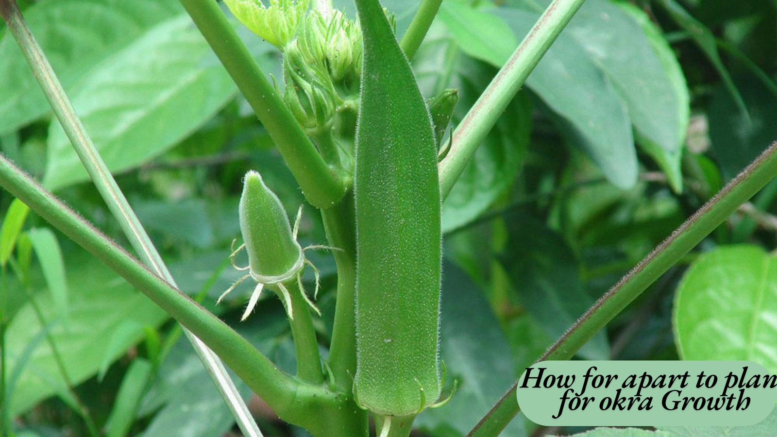 how far apart to plant okra     