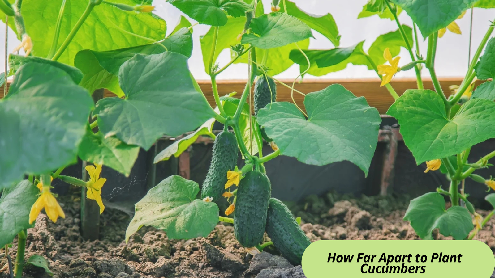 How Far Apart to Plant Cucumbers