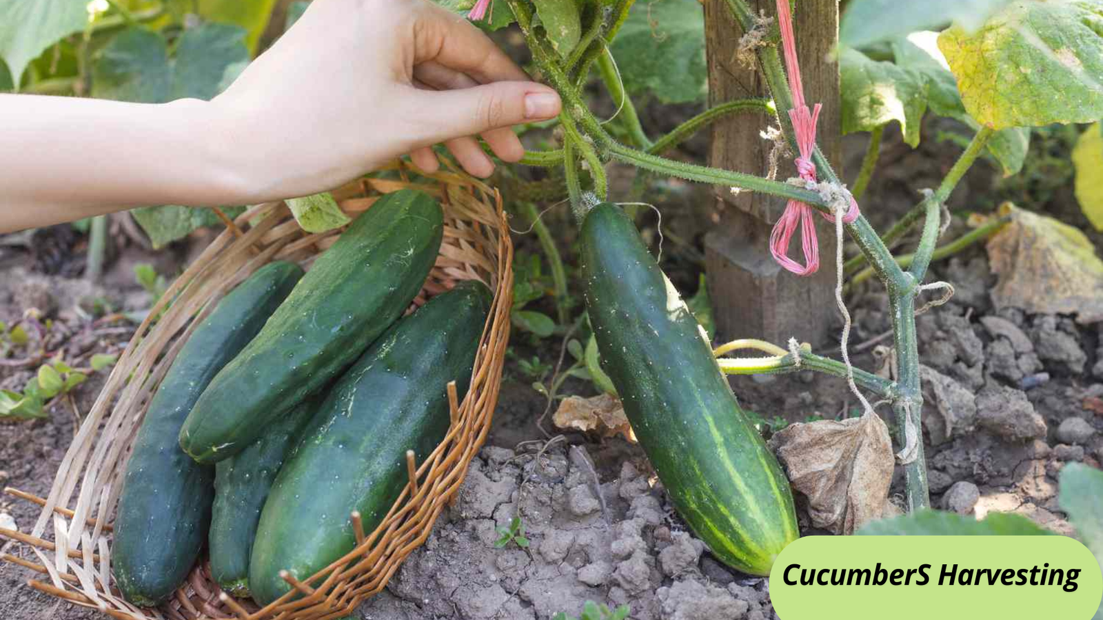 How Far Apart to Plant Cucumbers