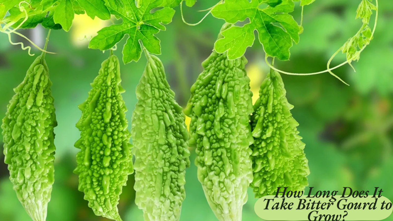 How Long Does It Take Bitter Gourd to Grow?