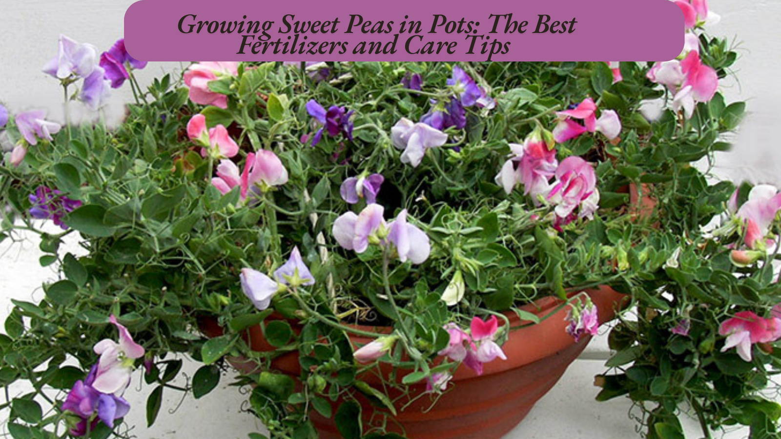 Growing Sweet Peas in Pots: The Best Fertilizers and Care Tips