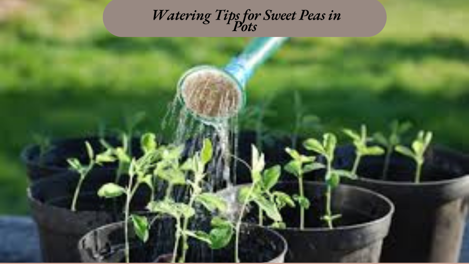Watering Tips for Sweet Peas in Pots