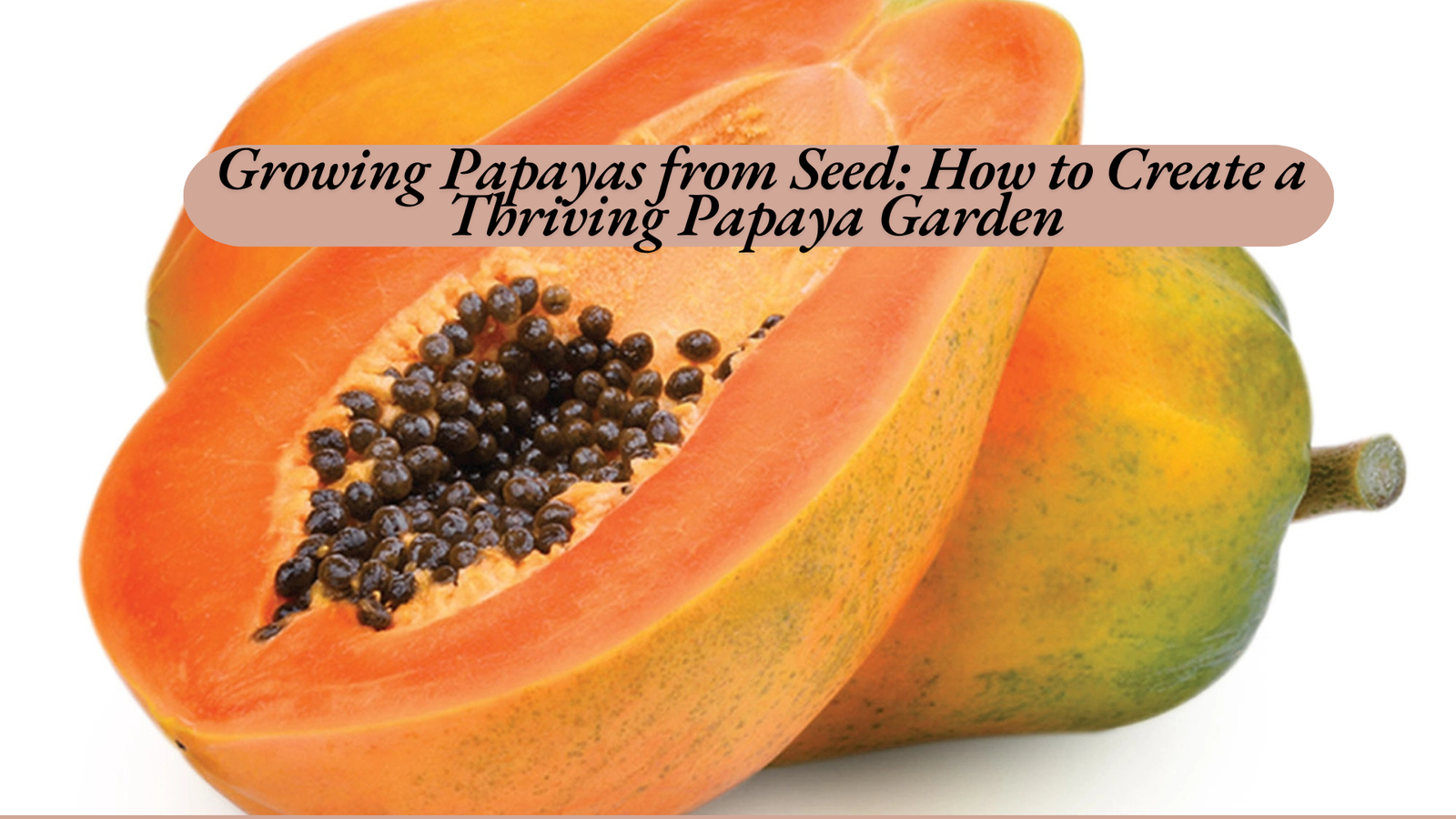 Growing Papayas from Seed: How to Create a Thriving Papaya Garden