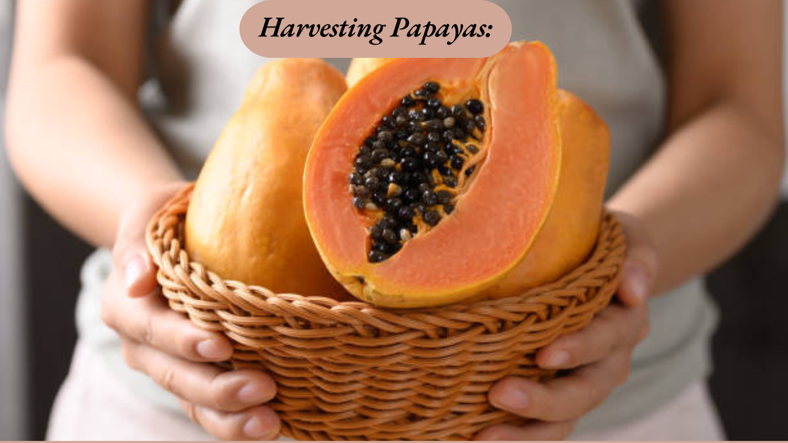 growing papaya from seed