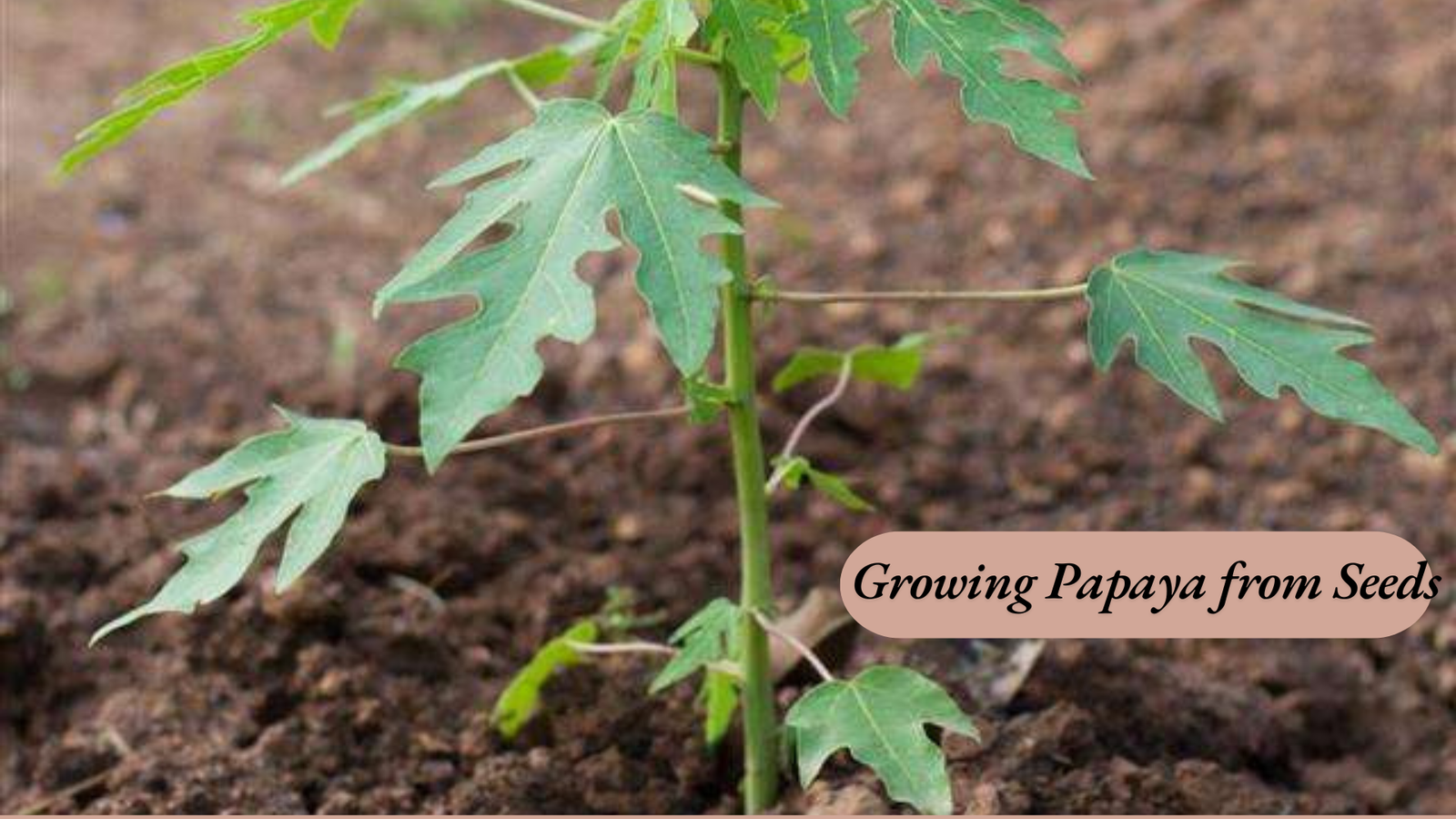Growing Papaya from Seeds: The Step-by-Step Process