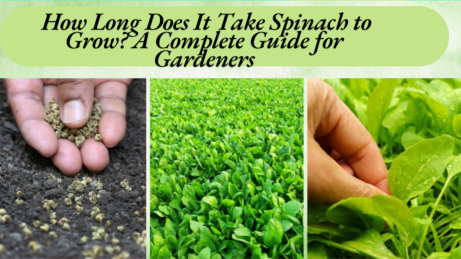 How Long Does It Take Spinach to Grow? A Complete Guide for Gardeners